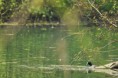 /album/ornithologie/fulica-atra-jpg/